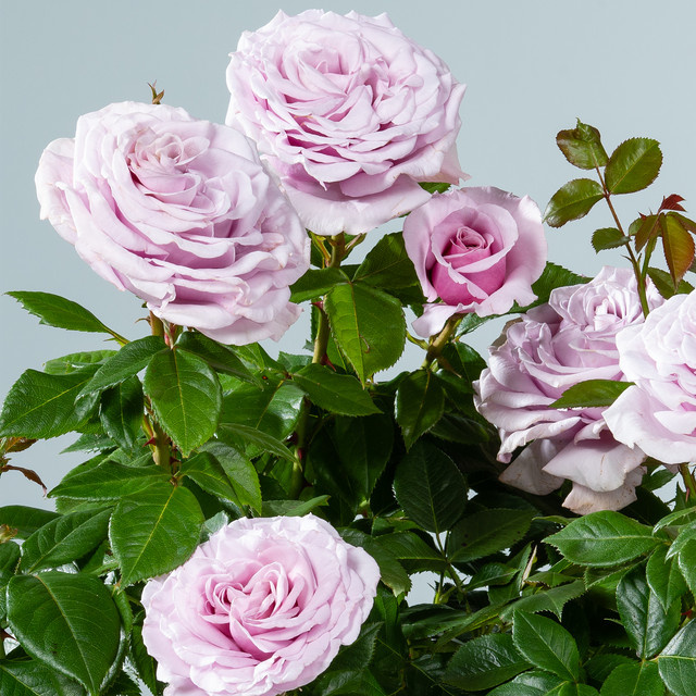 Edelrose Pacific Blue Rosenhybride von BLUME2000 in Rosa, wurzelnackt - Bild 1