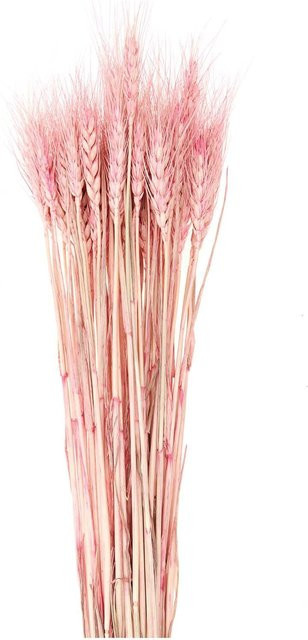 Rico Design Getrockneter Weizen in Pink, 50 Stück - Bild 1