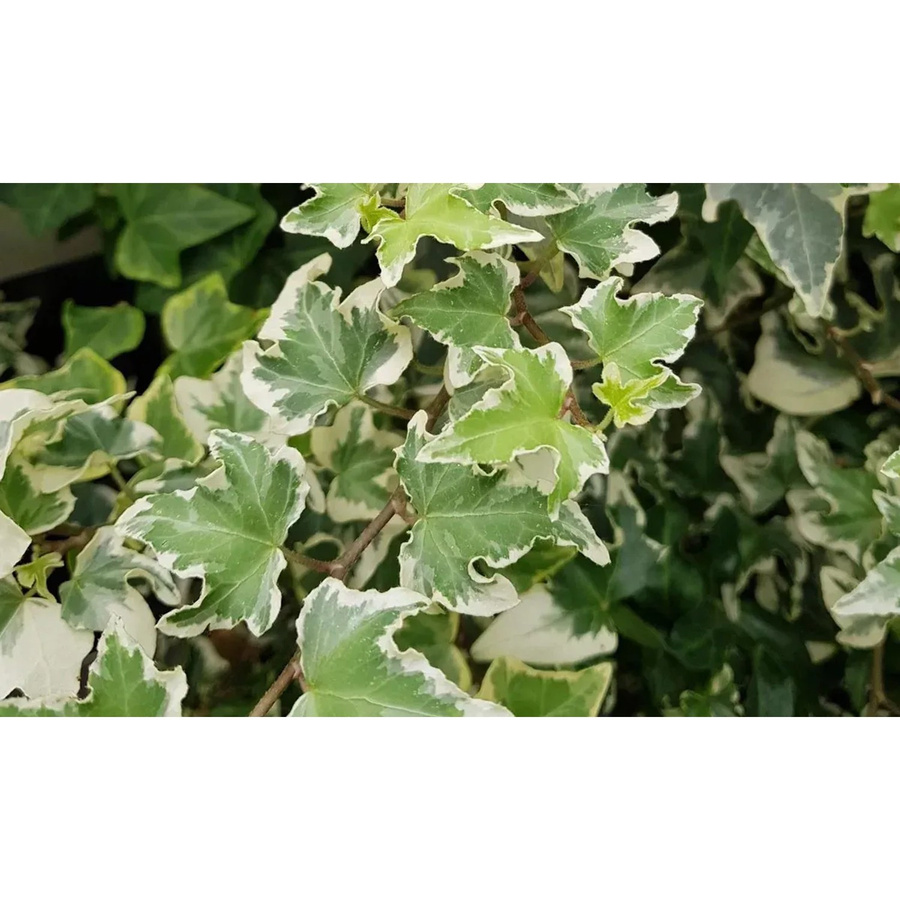 12er-Set Helix Efeu Wellenspiel Hedera helix in Weiß-Grün für Garten und Außenbereich - Bild 2