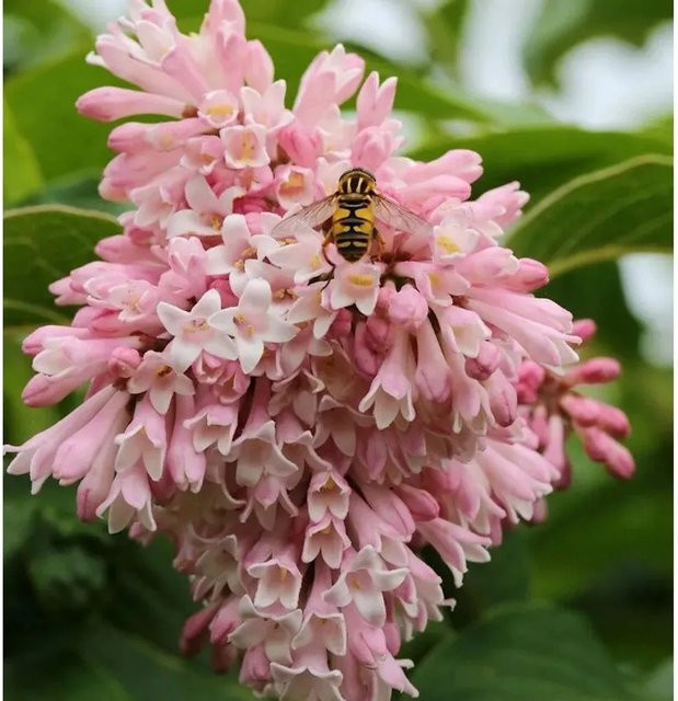 Syringa swegiflexa Perlenflieder pinker Strauch für den Garten, Höhe: 30-40 cm - Bild 1