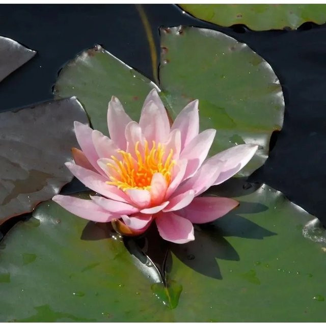 Wohlriechende Seerose Rosennymphe Nymphaea für den Teich - Bild 1