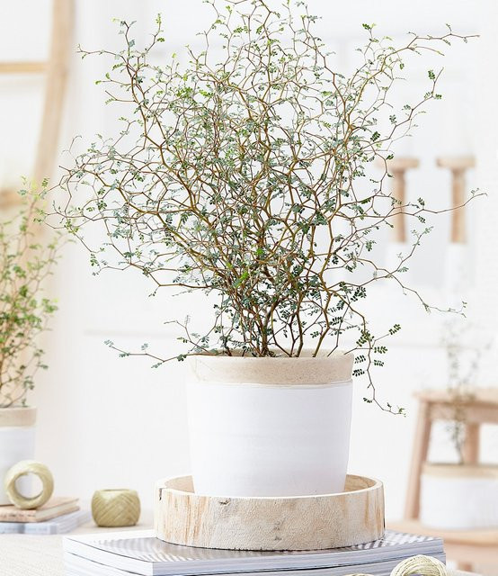 Maori Sophora Cotoneaster Little Baby - Bild 1