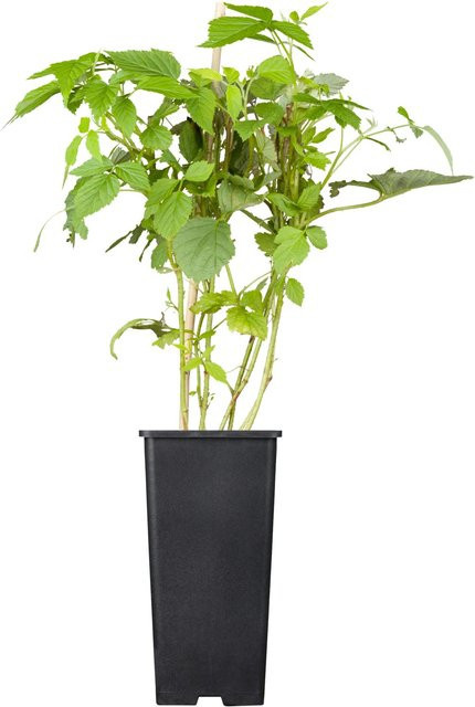 GROW by OBI Bio Himbeere Willamette Rubus idaeus Rot im Topf - Bild 1