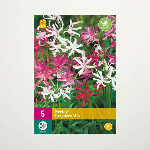 Nerine Breeders Mix Zwiebeln für Balkon, Terrasse und Wintergarten (5 Stück) - Bild 1