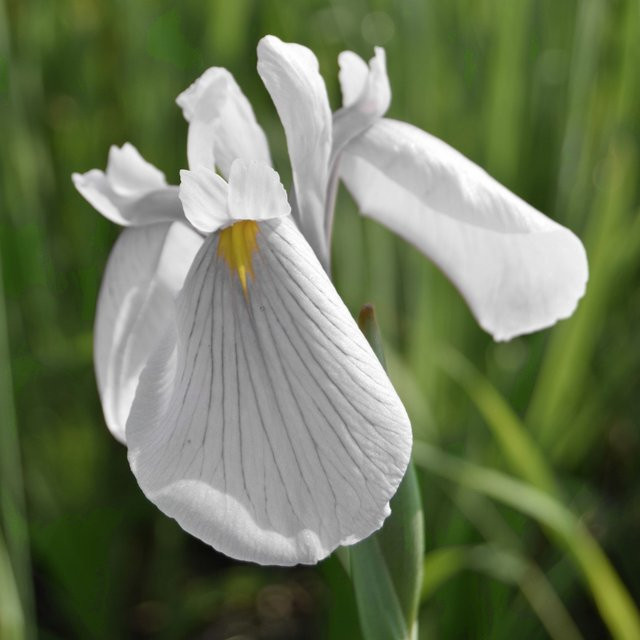 Wasseriris in Weiß - Bild 1