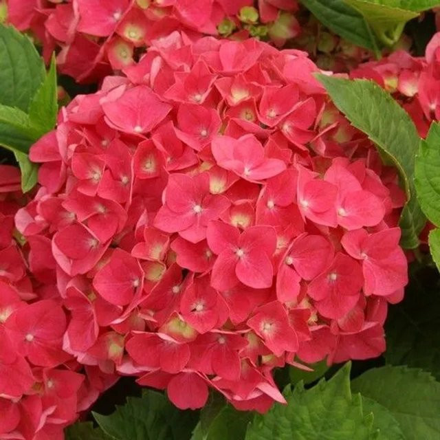 Arborix Hortensie Leuchtfeuer Hydrangea macrophylla mit kugelförmigen Blüten in Rot und Pink, Höhe: 30 cm - Bild 1