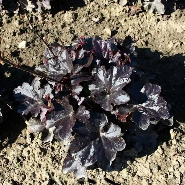 Heuchera cultorum Silberglöckchen Black Taffeta Blattschmuckpflanze Schwarz - Bild 1