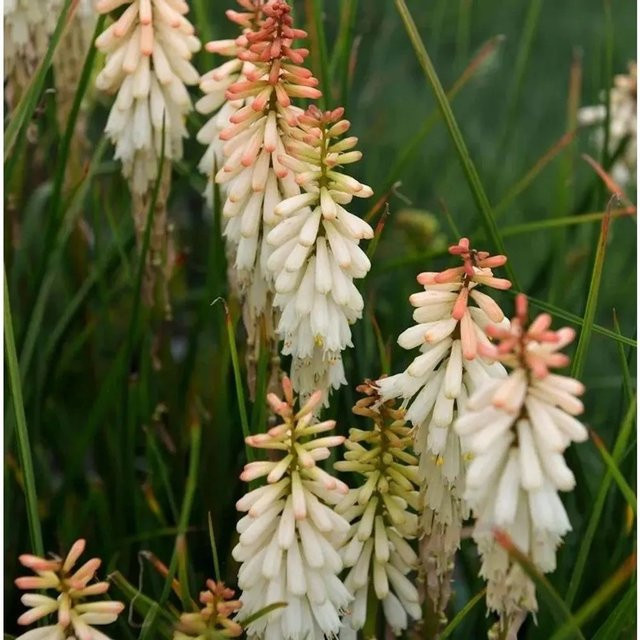 Kniphofia Hybrid Fackellilie Vanilla als mehrjährige Beetpflanze von Nr-01.de - Bild 1