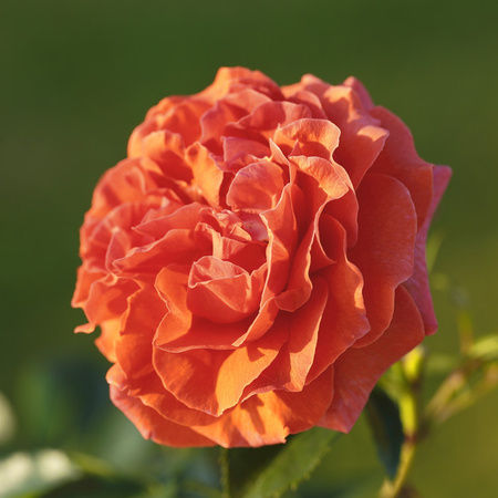 Kletterrose Naranga von Tantau, wurzelnackt, Blütezeit Juni bis Oktober