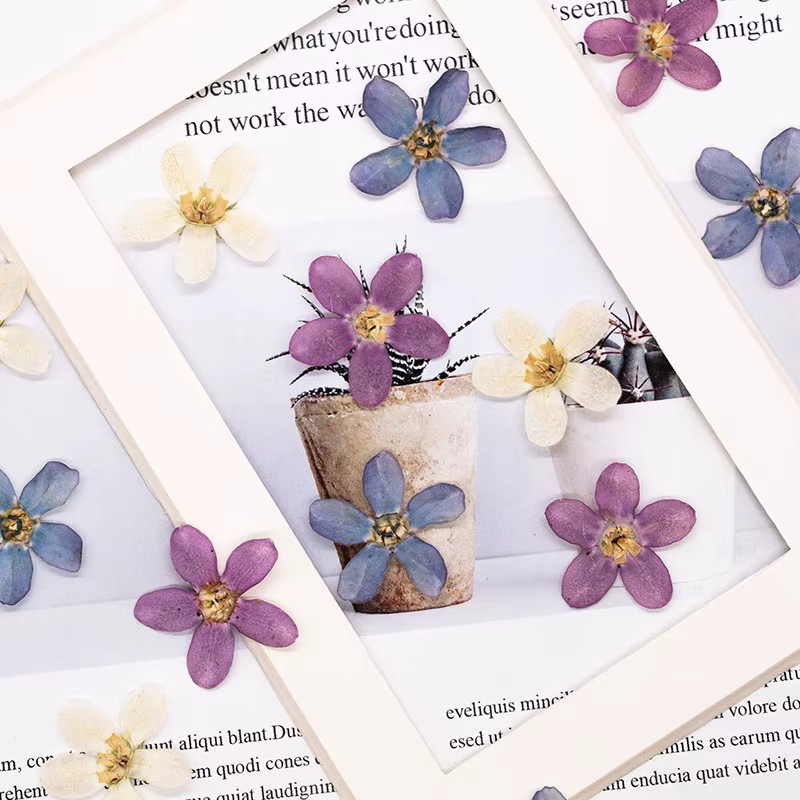 12 Stück gepresste blaue Sternblumen als Bastelbedarf für Kunstwerke, Lesezeichen und Handyhüllen - Bild 2