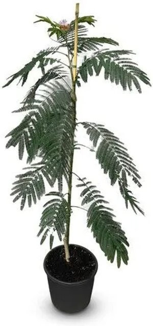 Sunny-Tree Seidenbaum Albizia Julibrissin mit rosa Blüten, winterharte Seidenakazie, Höhe: 150 cm - Bild 1