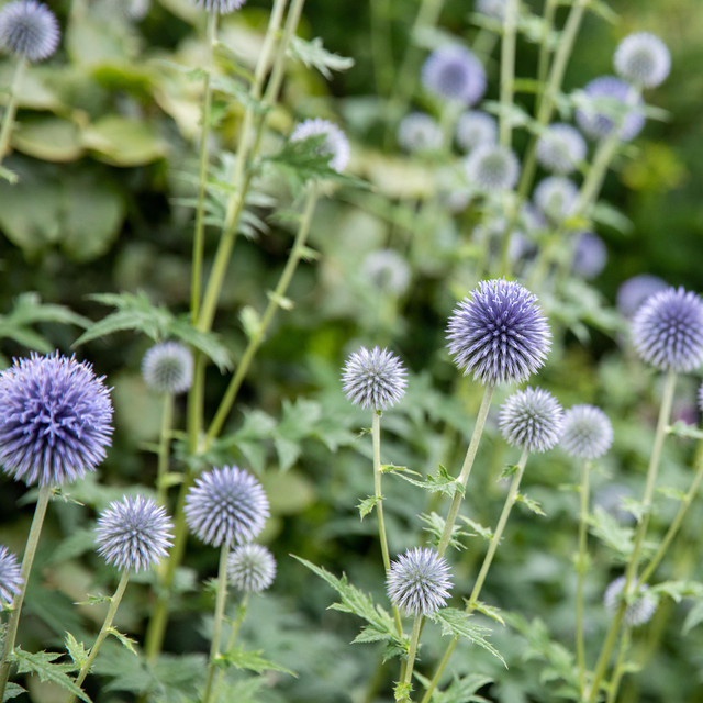 3er Set BIO Kugeldistel Echinops ritro Blau von BLUME2000 als mehrjährige Gartenstaude - Bild 1