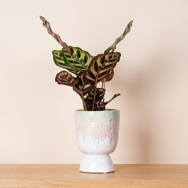 Keramik Übertopf Green Living BLUME2000 in Pink und Mint mit Farbverlauf, Höhe: 13 cm, Durchmesser: 13 cm - Bild 1