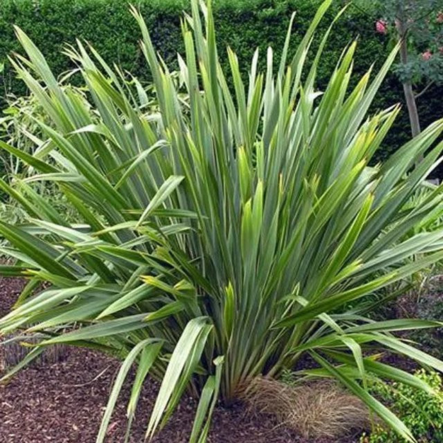 Arborix Neuseelandflachs Phormium tenax Purpureum, exotische Gartenpflanze in Rot und Grün, Höhe: 60 bis 80 cm - Bild 1
