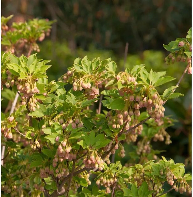 Enkianthus campanulatus Prachtglocke Craklyn Rosie Strauch in Pink und Gelb Höhe: 40-60 cm - Bild 1