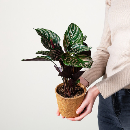 Calathea Sanderiana Zimmerpflanze mit Streifen in grünem Kokostopf von BLUME2000