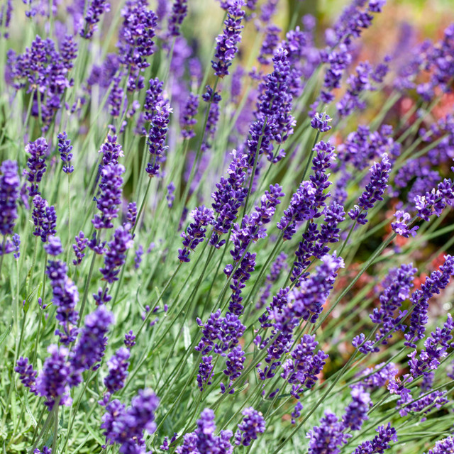 Lavandula Lavendel in Violett von Mein schöner Garten Shop, mehrjährige Pflanze für Balkon und Garten - Bild 1