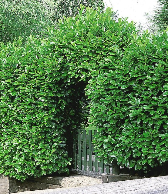 Kirschlorbeer-Hecke mit 50 Pflanzen - Bild 1