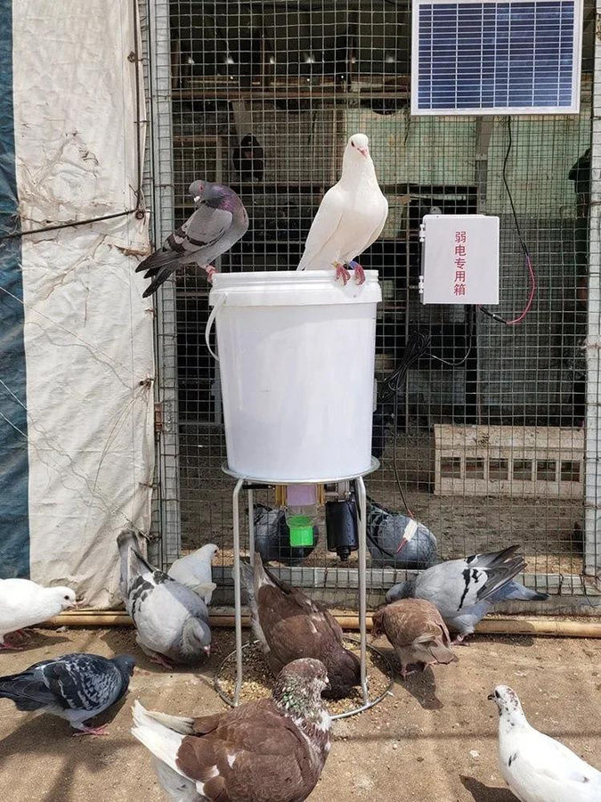 Automatischer Hühnerfutterautomat mit intelligenter Zeitsteuerung für Hühner, Tauben und Enten - Bild 4