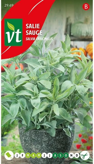 Arborix Aromatische Salbei Saatgut für Garten und Küche, 1 g - Bild 1
