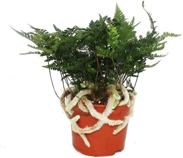 Exotenherz Tarantelfarn Humata Tyermannii in 12 cm Topf - Bild 1