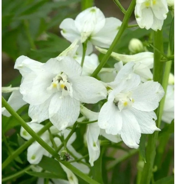 Rittersporn Moerheim Delphinium belladonna als mehrjährige Gartenpflanze im Topf - Bild 1