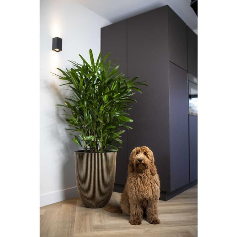 CAPI EUROPE Elegante Vase GROOVE in Schwarz und Gold, B/T/H: 34 x 34 x 46 cm - Bild 3