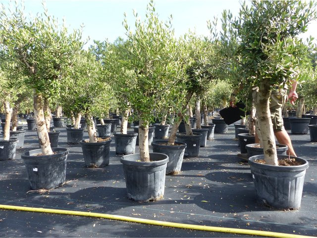 Winterharte Olea Europaea Olivenbaum in Grün, Höhe: 150 - 180 cm - Bild 1