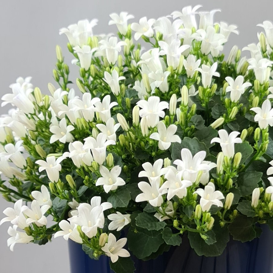 Campanula Glockenblume als mehrjährige Topfpflanze in Weiß oder Blau für den Garten und Außenbereich - Bild 2