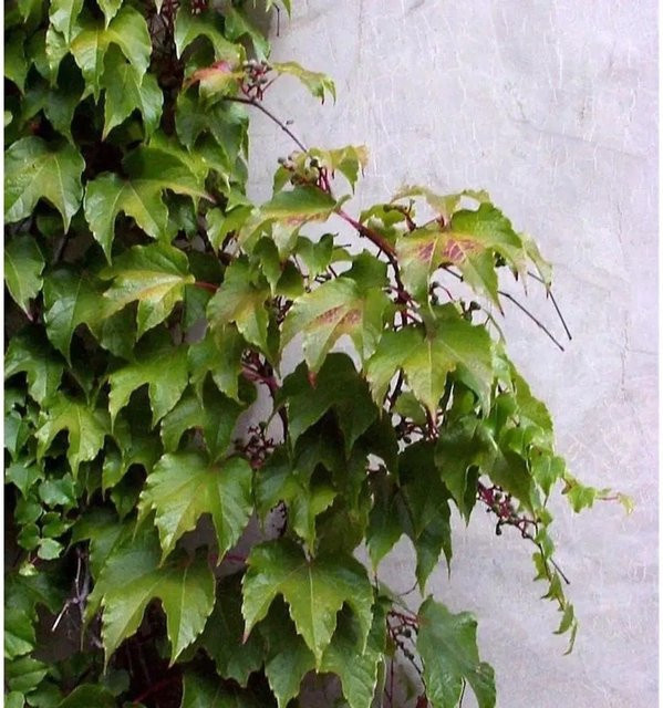 Jungfernrebe Parthenocissus tricuspidata als Kletterpflanze, grün, Höhe: 125-150 cm - Bild 1