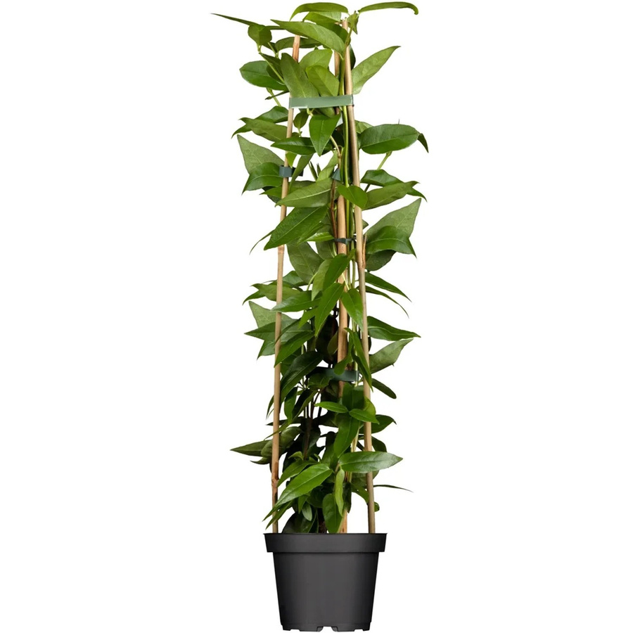 Lonicera henryi Geißblatt im Topf mit einem Durchmesser von ca. 17 cm - Bild 2