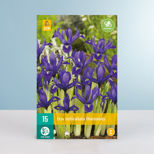 Schwertlilie Harmony mit 15 Zwiebeln von BLUME2000 - Bild 1