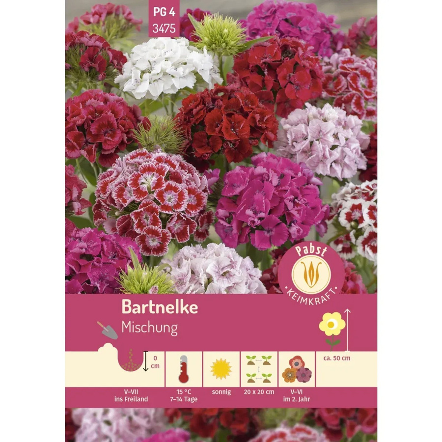 Pabst Keimkraft Bartnelke Mischung Saatgut für Bauerngarten, Beete und Schnittblumen - Bild 2
