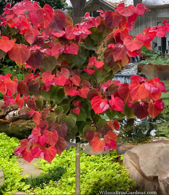Cercis 'Hearts A' Fire' Judasbaum - Bild 1