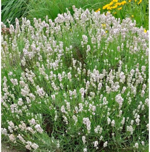Echter Lavendel Miss Katherine Lavandula angustifolia lila Stauden für den Garten von Nr-01.de - Bild 1