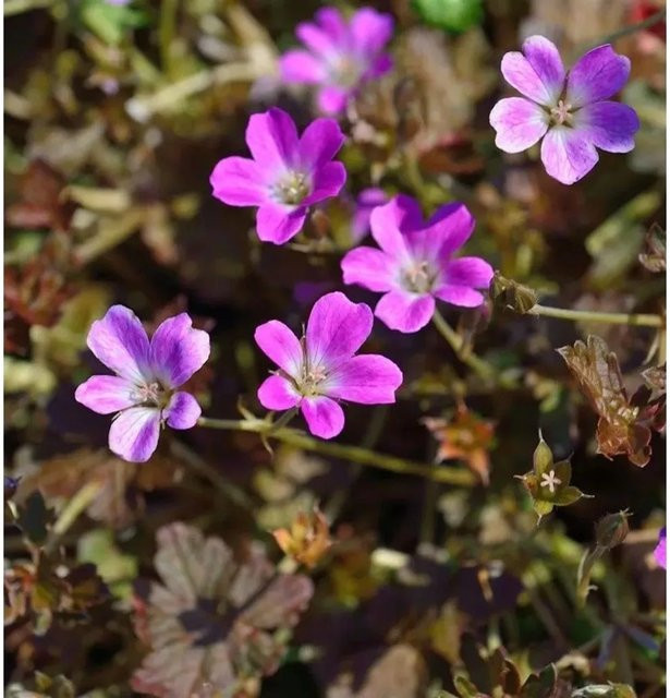 Storchenschnabel Geranium cultorum Orkney Cherry in Topf, Rot-Pink - Bild 1