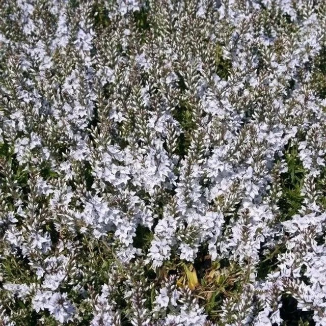 Niederliegender Ehrenpreis Blue Sheen Veronica prostrata als blaue Bodendecker-Pflanze für Steingärten - Bild 1
