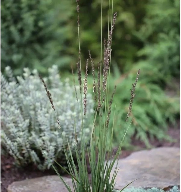 Pfeifengras Heidezwerg Molinia caerulea im Topf, grün und goldgelb - Bild 1