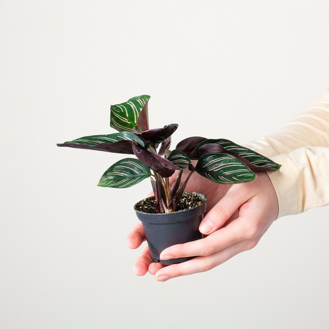 Calathea Ornata Zimmerpflanze von BLUME2000 in Grün, Pink und Weiß - Bild 1