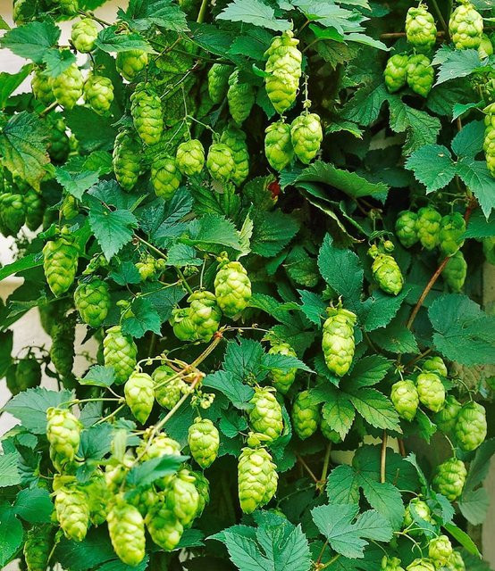 Hopfen im 1,5-Liter Containertopf - Bild 1