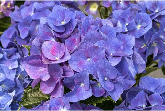 Bauernhortensie Hydrangea Macrophylla Jip Blue von Pflanzen für dich - Bild 1