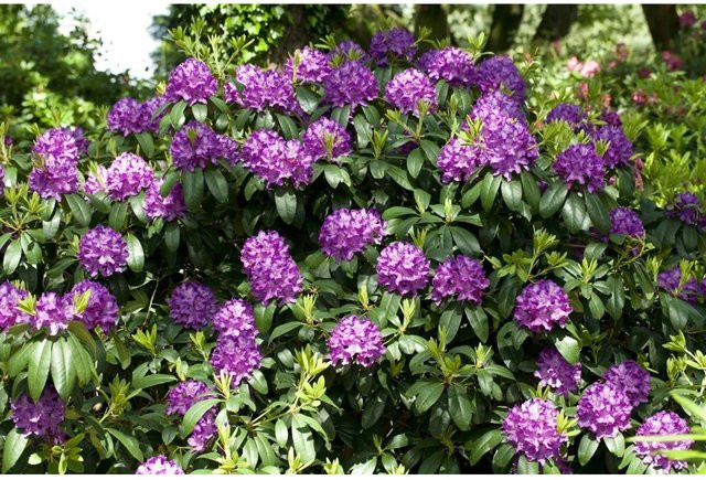 Rhododendron Catawbiense Grandiflorum mit lila Blüten, Höhe: 90–100 cm - Bild 1