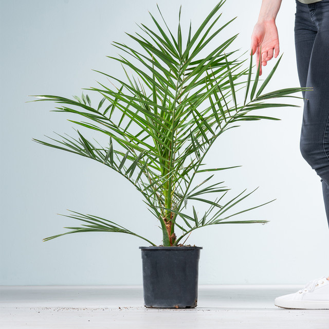 Kanarische Dattelpalme Phoenix canariensis von BLUME2000, pflegeleichte grüne Zimmerpflanze für Garten, Terrasse und Balkon, Höhe: 200 cm - Bild 1
