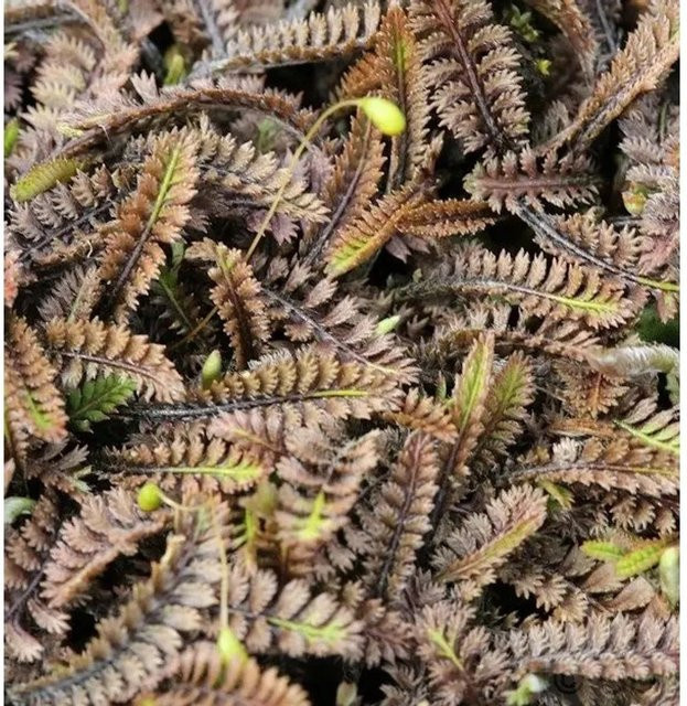 Leptinella spualida Platt's Black Dunkles Fiederpolster Bodendecker in Schwarz - Bild 1