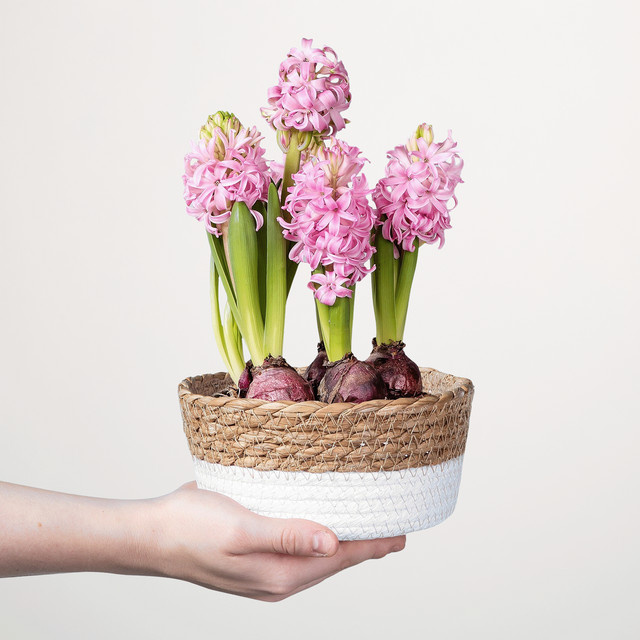 BLUME2000 Zarte Knospen Frühlingsblumen im Korb für den Garten und Außenbereich - Bild 1