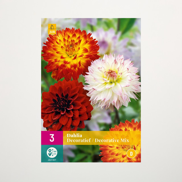 BLUME2000 Schmuck-Dahlien Mix mit 3 Knollen für Beete, Balkon und Terrasse - Bild 1