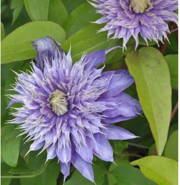 Clematis viticella Waldrebe Kokonoe lila Kletterpflanze für deinen Garten - Bild 1