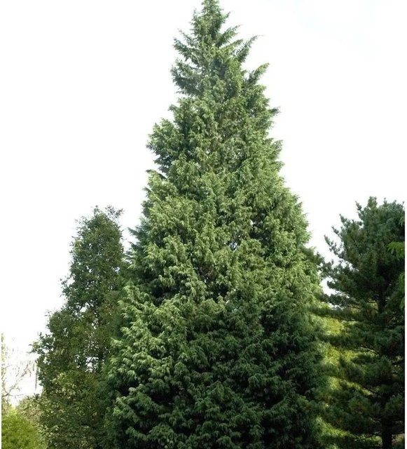 Leyland-Zypresse Pyramidalis Cupressocyparis leylandii als grünes Formgehölz für Hecke oder Sichtschutz, Höhe: 40-60 cm - Bild 1