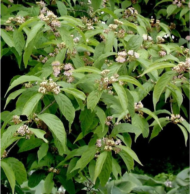 Callicarpa japonica Weißbeeriger Liebesperlenstrauch in Weiß und Grün, Höhe: 80-100 cm - Bild 1