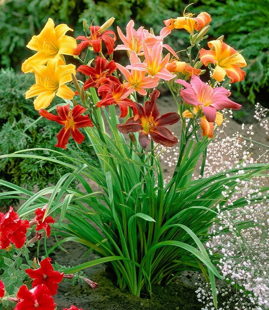 Hemerocallis-Mix Farben des Sommers - Bild 1